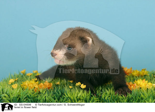 Frettchen auf Blumenwiese / ferret in flower field / SS-04696