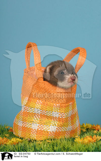 Frettchen in Tasche / ferret in bag / SS-04750