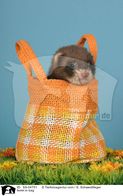 Frettchen in Tasche / ferret in bag / SS-04751