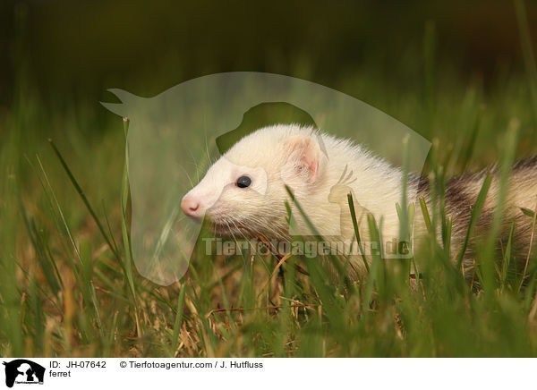 Frettchen / ferret / JH-07642