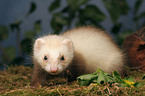 ferret