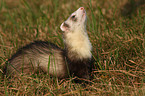 ferret