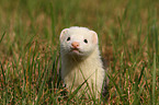 ferret