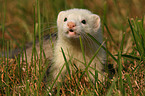 ferret