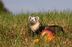 ferret