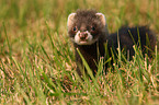 ferret