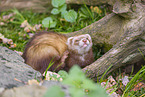 ferret