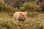 golden hamster