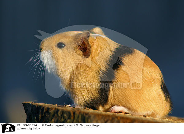 Meerschweinchen Baby / guinea pig baby / SS-00824