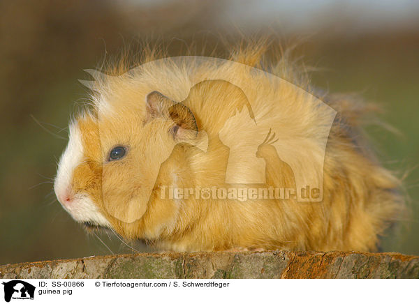 guinea pig / SS-00866