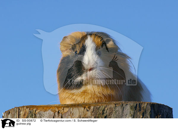 guinea pig / SS-00872