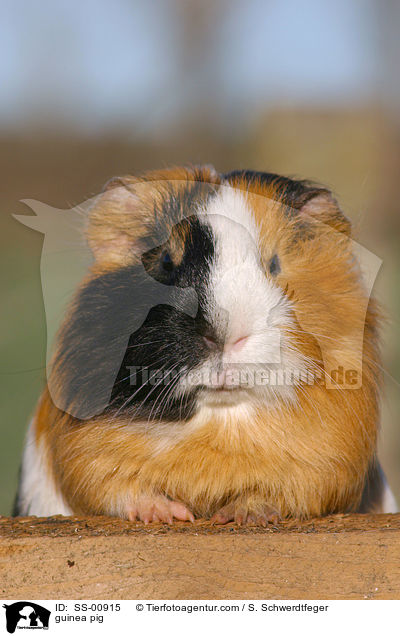 guinea pig / SS-00915