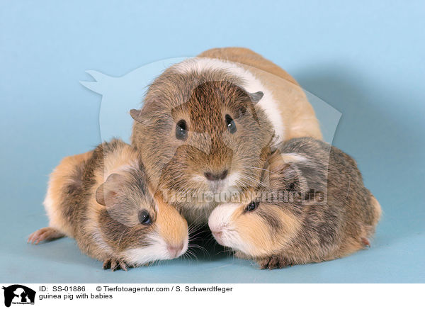 Meerschwein mit Jungen / guinea pig with babies / SS-01886