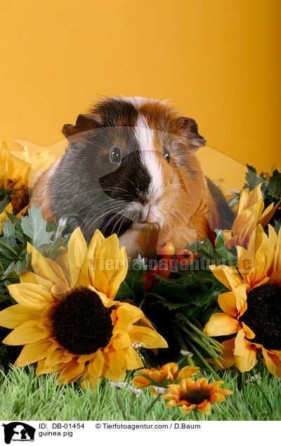 Meerschwein / guinea pig / DB-01454