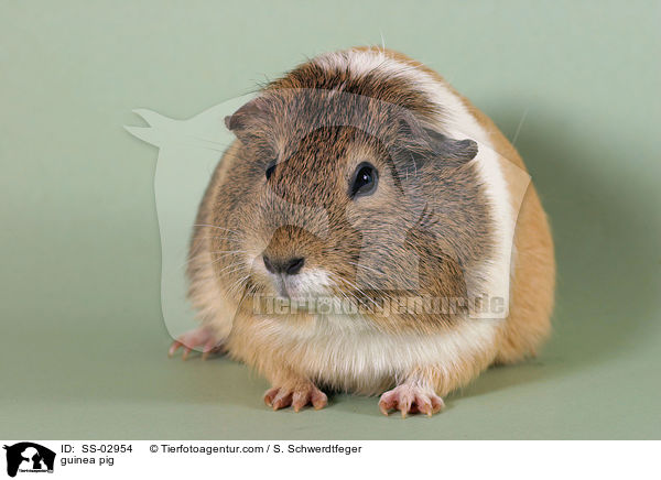 Meerschweinchen / guinea pig / SS-02954