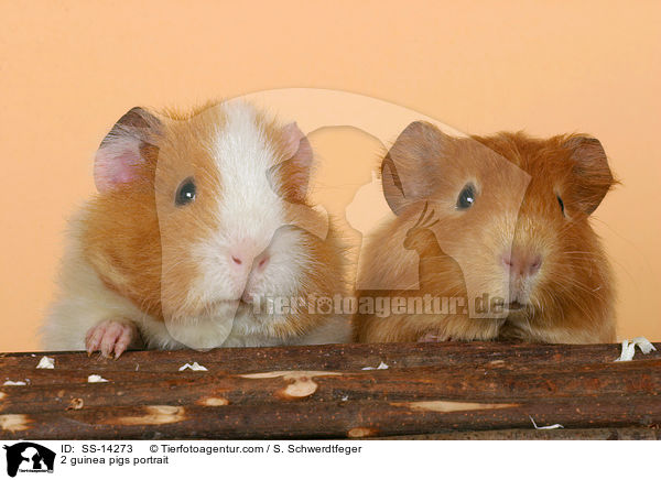 2 guinea pigs portrait / SS-14273