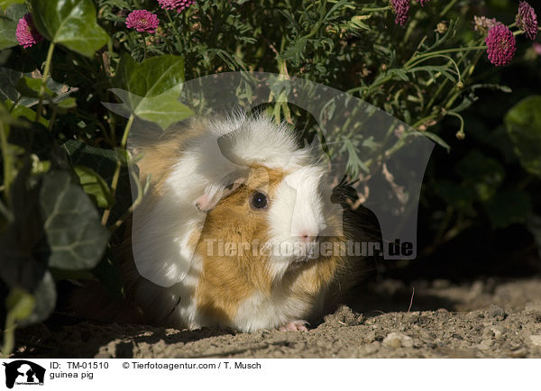 guinea pig / TM-01510