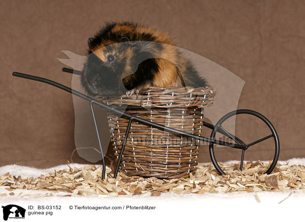 Langhaarmeerschwein / guinea pig / BS-03152