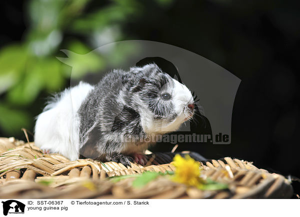 young guinea pig / SST-06367