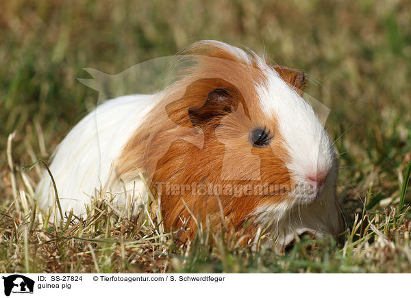 guinea pig / SS-27824