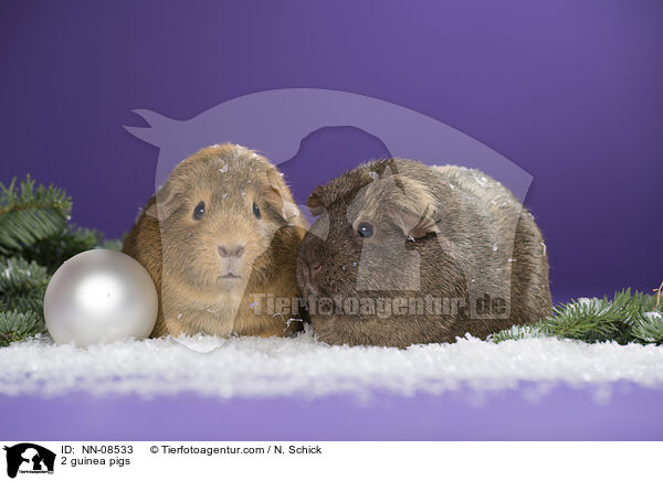 2 Meerschweine / 2 guinea pigs / NN-08533