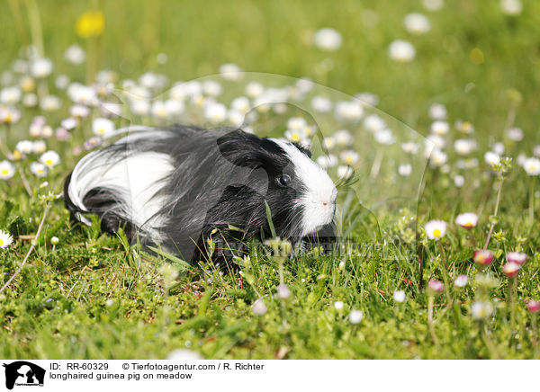 Langhaarmeerschweinchen auf Wiese / longhaired guinea pig on meadow / RR-60329