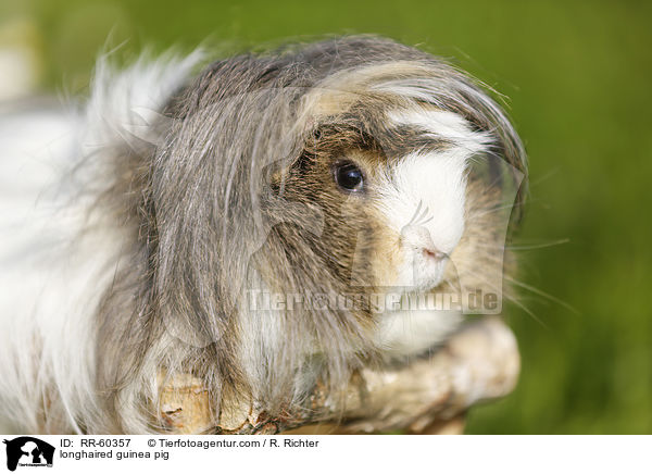 longhaired guinea pig / RR-60357