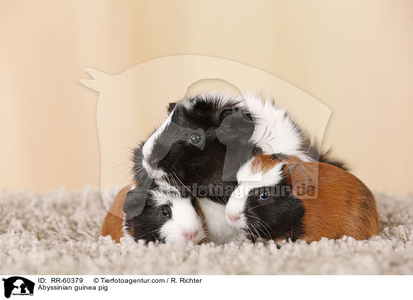 Abyssinian guinea pig / RR-60379