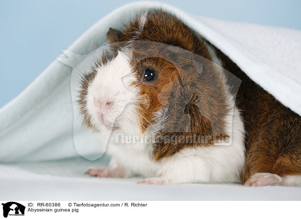 Abyssinian guinea pig / RR-60386
