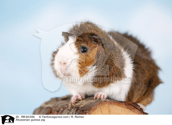 Abyssinian guinea pig / RR-60398