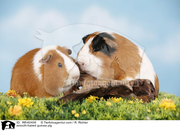 smooth-haired guinea pig / RR-60406