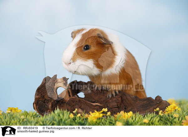 smooth-haired guinea pig / RR-60419