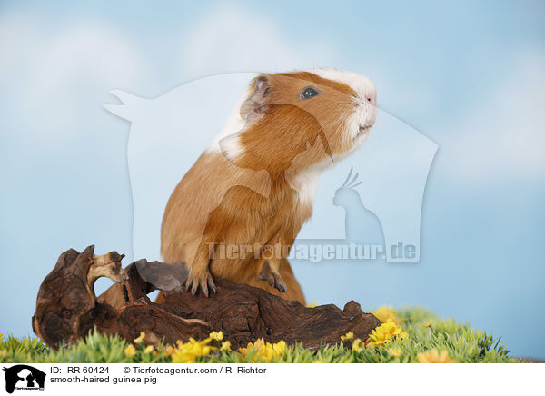 smooth-haired guinea pig / RR-60424