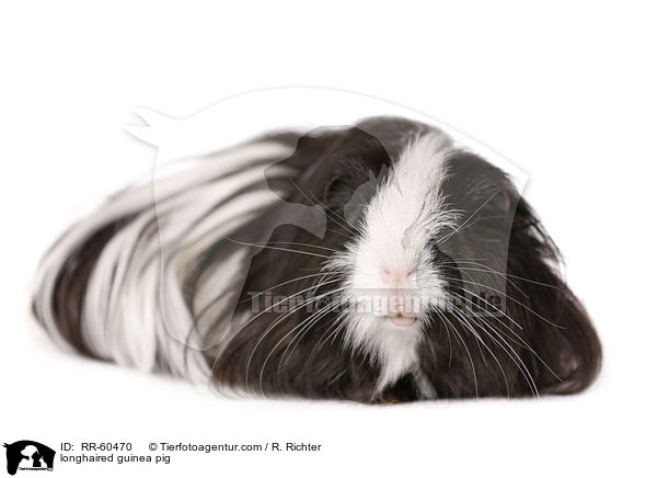 longhaired guinea pig / RR-60470
