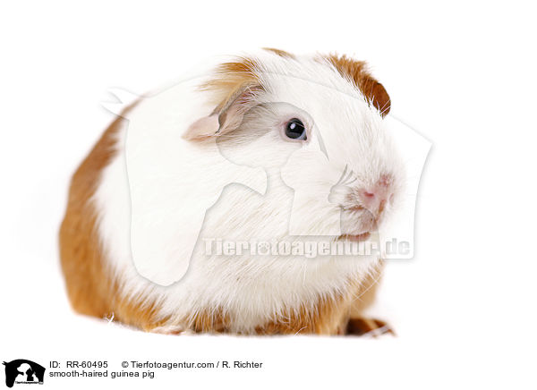 smooth-haired guinea pig / RR-60495