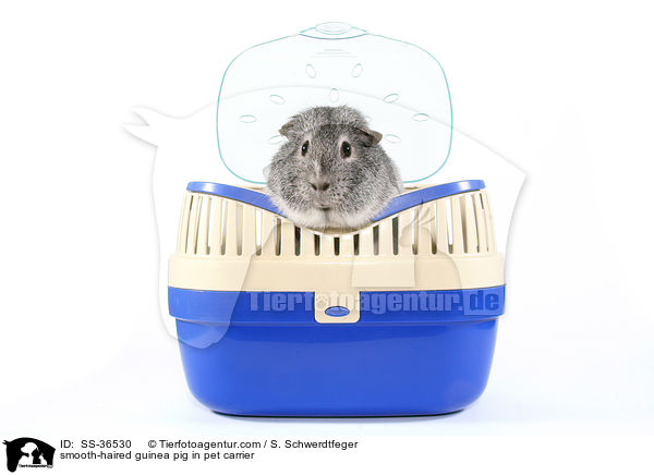 smooth-haired guinea pig in pet carrier / SS-36530