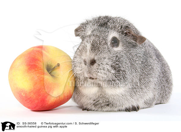 smooth-haired guinea pig with apple / SS-36558