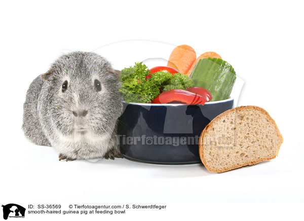 smooth-haired guinea pig at feeding bowl / SS-36569