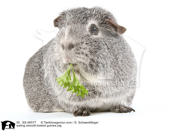 eating smooth-haired guinea pig / SS-36577