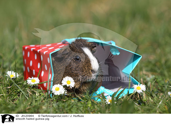 smooth haired guinea pig / JH-20964