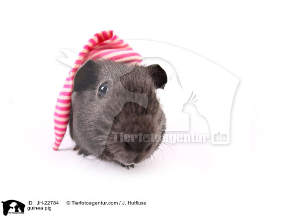 Meerschweinchen / guinea pig / JH-22784