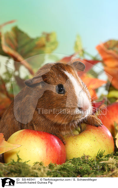 Glatthaarmeerschweinchen / Smooth-haired Guinea Pig / SS-46541