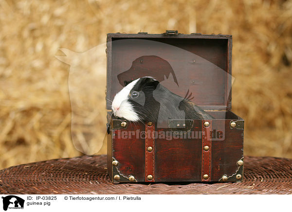 Glatthaarmeerschweinchen / guinea pig / IP-03825