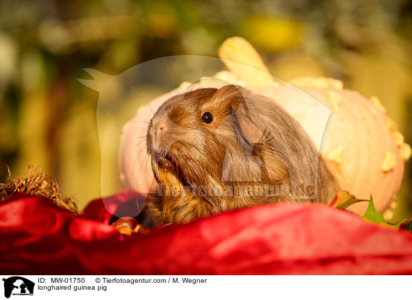 Langhaarmeerschweinchen / longhaired guinea pig / MW-01750