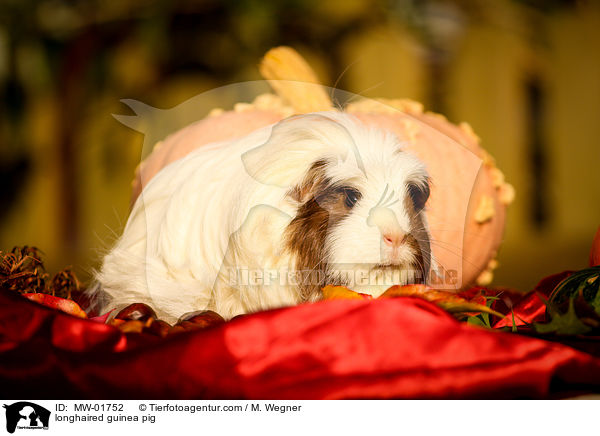 Langhaarmeerschweinchen / longhaired guinea pig / MW-01752