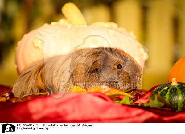 Langhaarmeerschweinchen / longhaired guinea pig / MW-01753