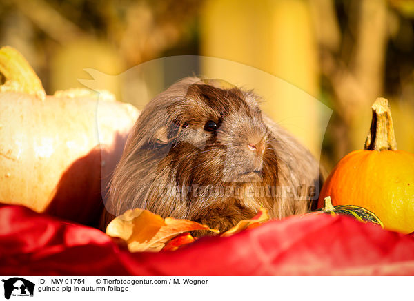 Meerschweinchen im Herbstlaub / guinea pig in autumn foliage / MW-01754