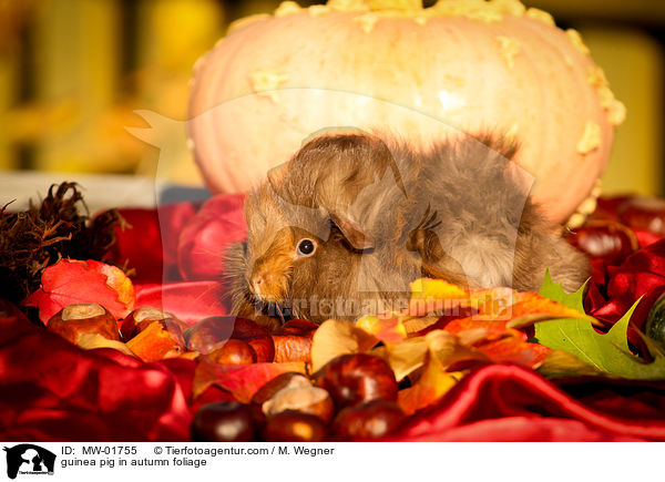 Meerschweinchen im Herbstlaub / guinea pig in autumn foliage / MW-01755