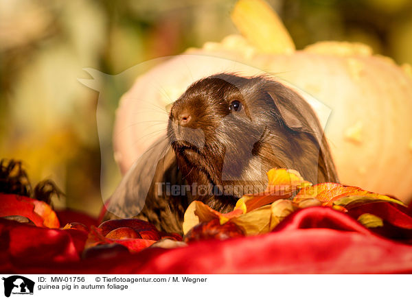 guinea pig in autumn foliage / MW-01756