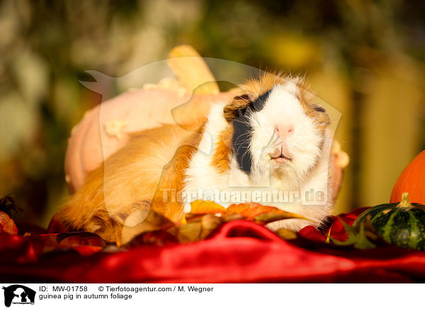 Meerschweinchen im Herbstlaub / guinea pig in autumn foliage / MW-01758